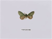 藏品(綠蟻舟蛾)的圖片